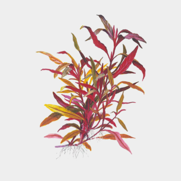 Alternanthera-reineckii-'Pink'2