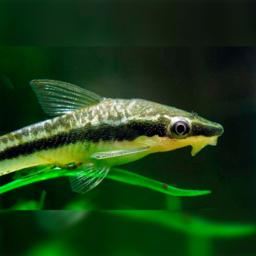 otocinclus-affinis-2