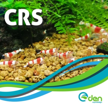 CRS-Eden