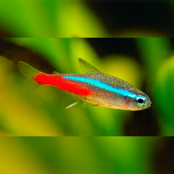 Tetra-neon-2