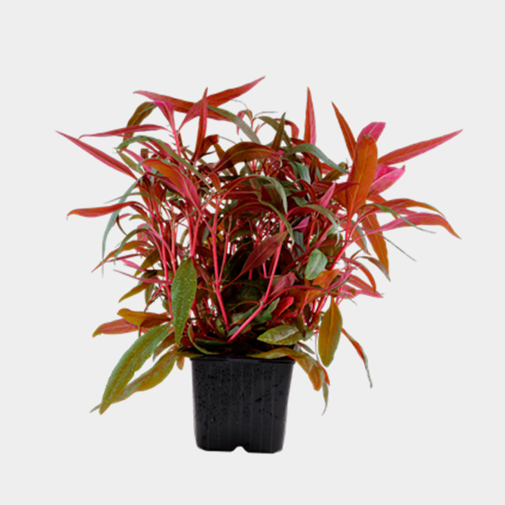 Alternanthera-reineckii-'Pink'-