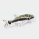 Otocinclus-Affinis