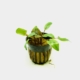 Cryptocoryne-tropica-