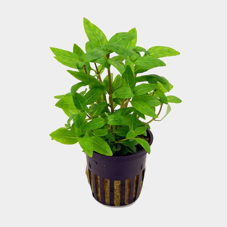 Staurogyne repens