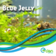 Blue-Jelly