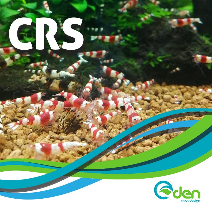 CRS-Eden-2