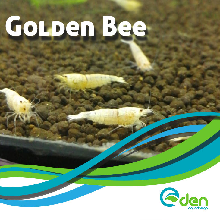 Golden-Bee