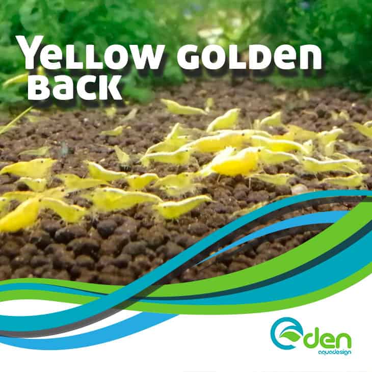 Yellow-golden-back