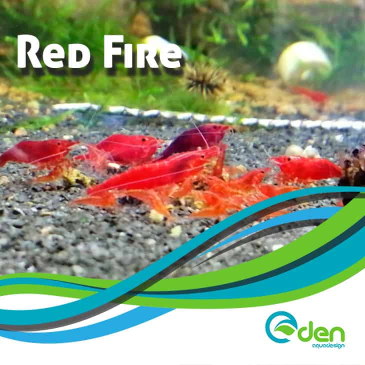 red-fire